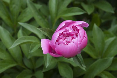 Close-up of pink flower