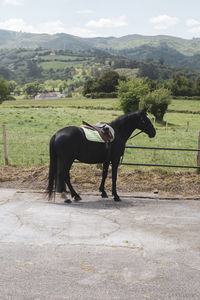 Horse standing in ranch