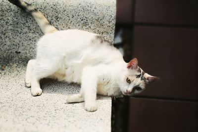 Close-up of cat lying on bench