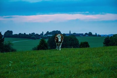 A cow in the pasture during the blue hour.