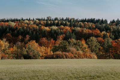 Scenic view of trees on field against sky