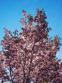 Low angle view of cherry blossom tree against blue sky