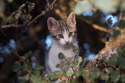 Close-up portrait of cat on tree