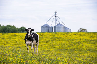 Cow grazing on field against sky