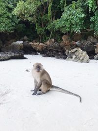 Monkey sitting on snow covered land