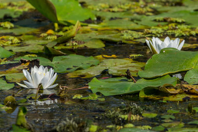 Close-up of lotus water lily in lake