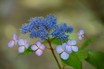 Close-up of purple flowering plant