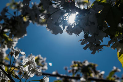 Low angle view of cherry blossoms against sky