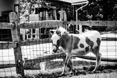 Horse standing in ranch