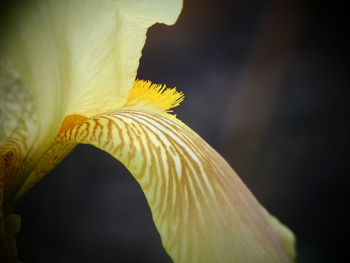 Close-up of yellow flowering plant