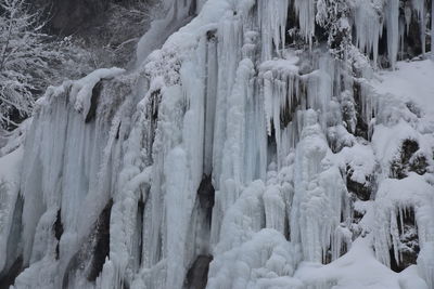 Close-up of snow covered trees