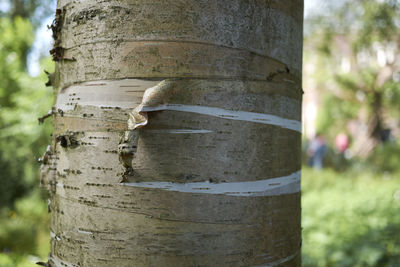 Close-up of lizard on tree trunk in field
