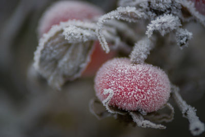 Close-up of frosted rose hips