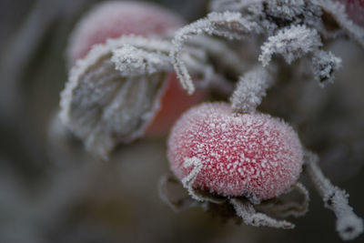 Close-up of pink flower