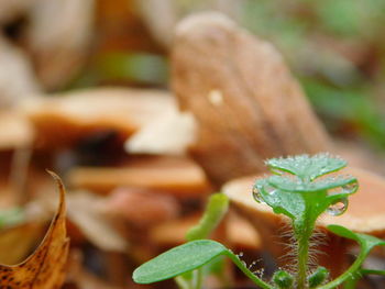 Close-up of plant