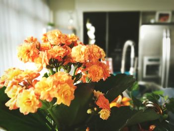 Close-up of orange flowers blooming outdoors
