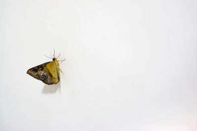 Close-up of insect on white background