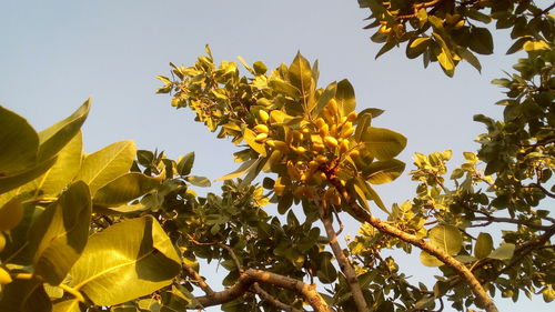 Low angle view of yellow flowering plant against clear sky