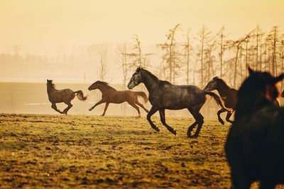 Horses running on field