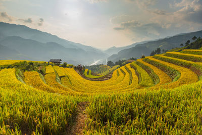 Scenic view of agricultural field against sky