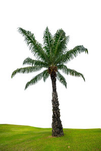 Close-up of palm tree on field against clear sky