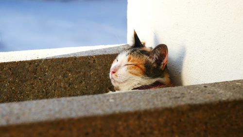 Close-up of cat on retaining wall