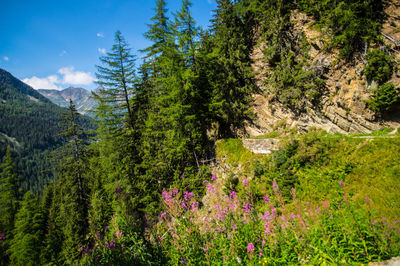 View of pine trees in forest