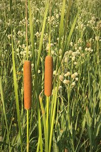 Close-up of fresh plant in field