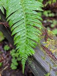 Close-up of fern leaves