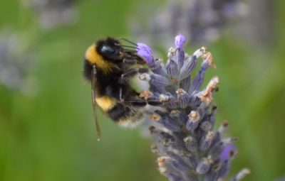 Close-up of bee pollinating on flower
