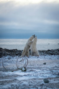 Two polar bears spar beside hudson bay