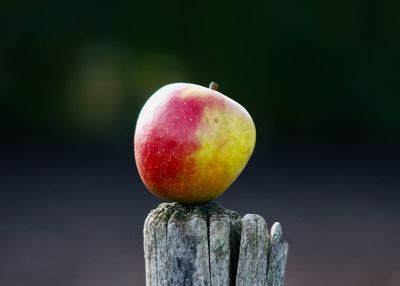 Close-up of apple on tree