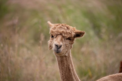 Alpaca that likes to be photographed