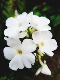 Close-up of white flowers blooming outdoors