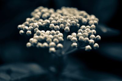 Close-up of berries over white background