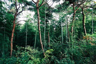 Trees in forest