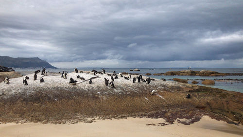 African penguins at seaforth beach colony in cape town, south africa