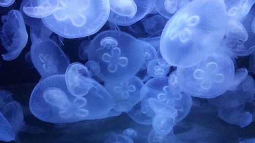 Close-up of jellyfish underwater