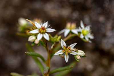 Close-up of white flowering plant