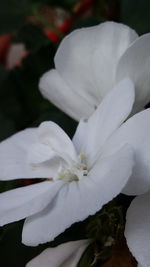 Close-up of white flower blooming outdoors