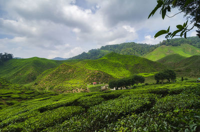 Scenic view of agricultural field against sky