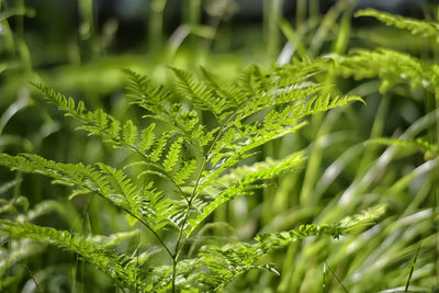 Close-up of plant leaves