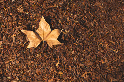 High angle view of dry maple leaf on land