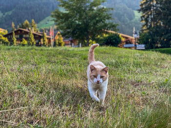 View of a ginger cat on field