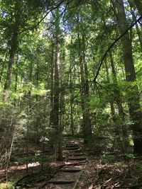 Low angle view of trees against sky