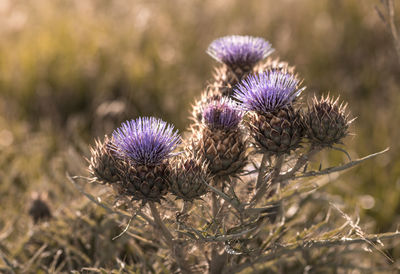 Close-up of purple thistle flowers on field