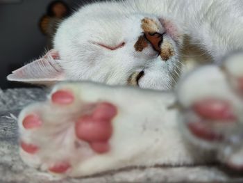 Close-up of cat sleeping