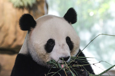 Close-up of panda