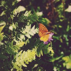 Close-up of butterfly pollinating on flower