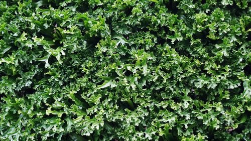 Full frame shot of fresh green plants